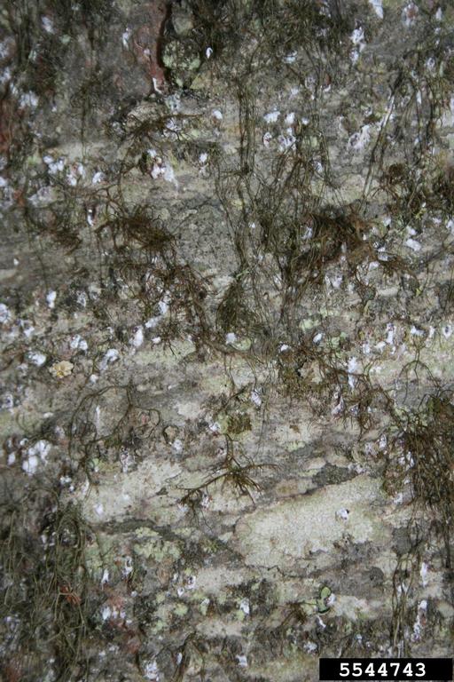 White masses on bark of tree.